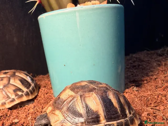 Tortoise reptiles for sale: Testudo Hermanni tortoises for sale-3 months old - Advert 2