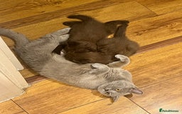 British Shorthair cats for sale: 2 Pedigree British Shorthair Chocolate Boys  - Image 10
