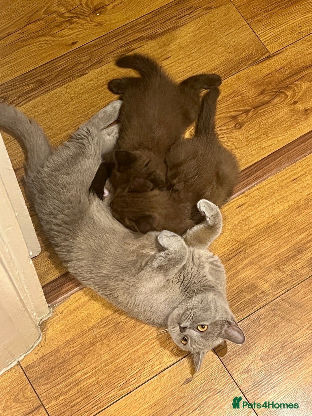 British Shorthair cats for sale: 2 Pedigree British Shorthair Chocolate Boys  - Image 10