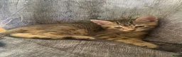 Mixed Breed cats for sale: 5x Tabby kittens for sale - Advert 2