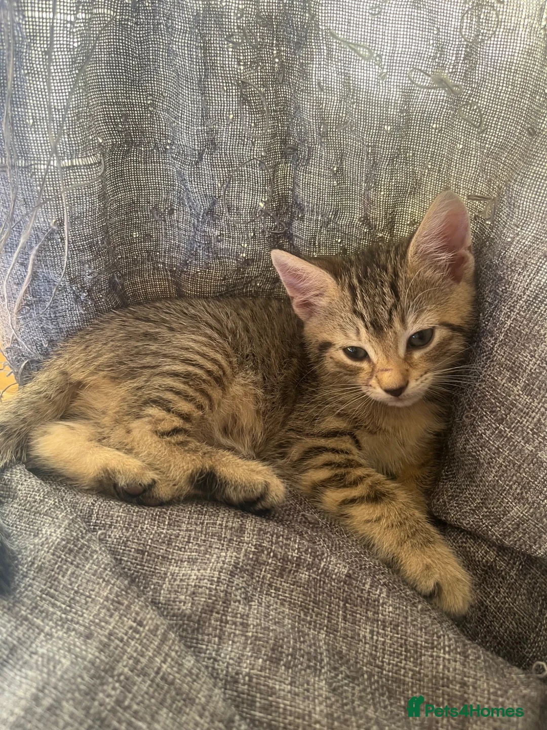 Mixed Breed cats for sale: 5x Tabby kittens for sale - Advert 2