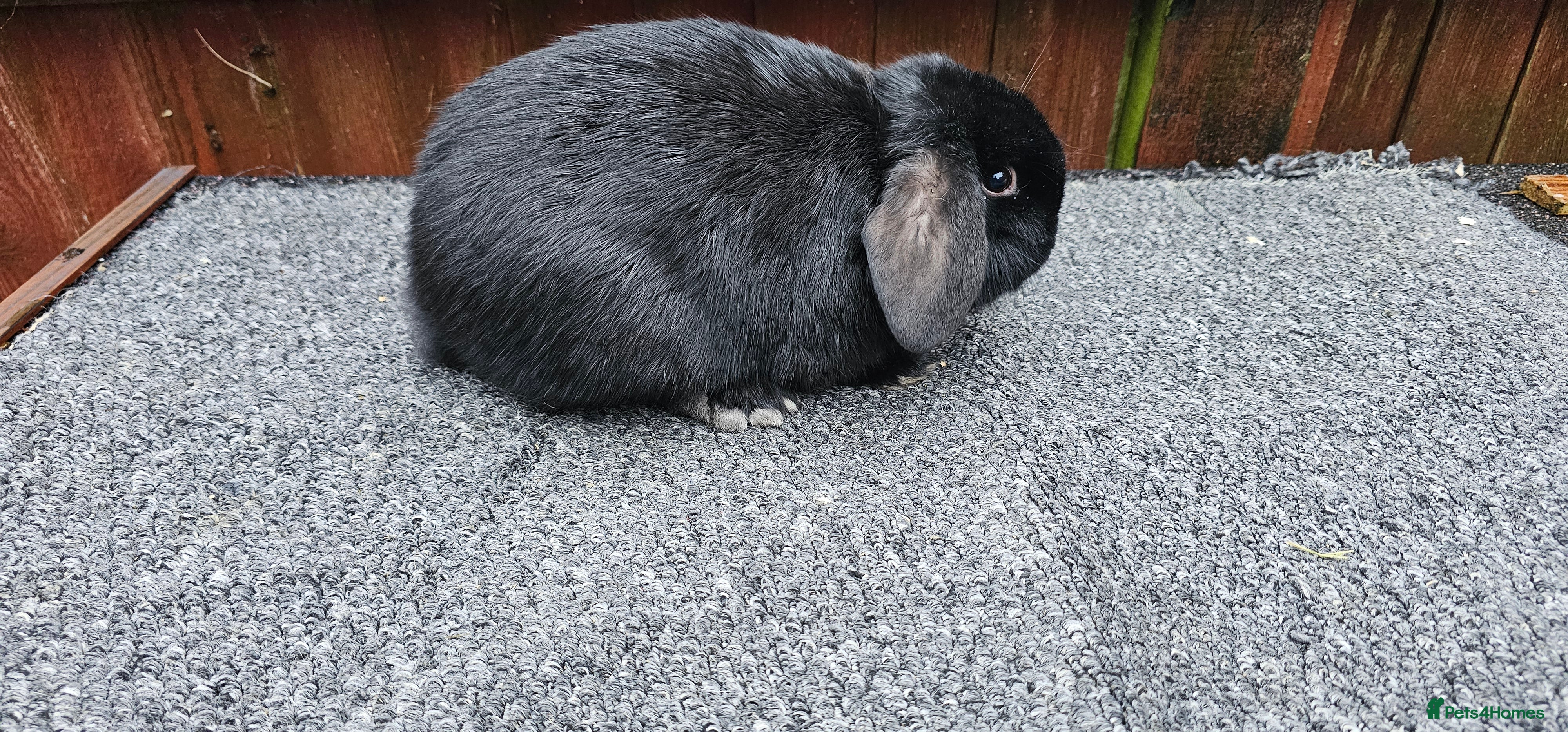 Mini Lop rabbits mini lop for sale  - Advert 1