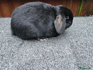 Mini Lop rabbits mini lop for sale - Advert 1