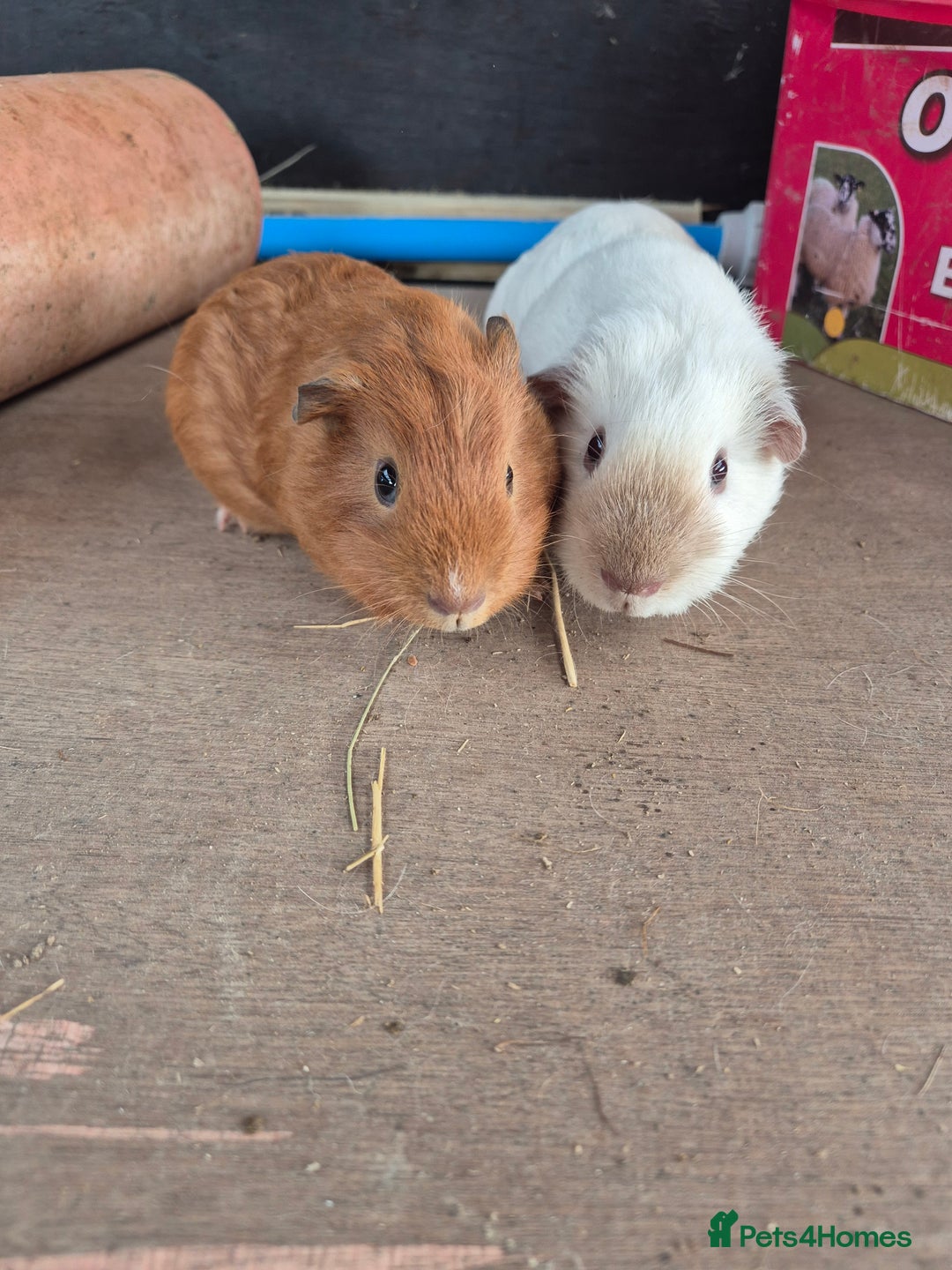 Guinea Pig rodents for sale: Guinea Piggies looking for new homes - Image 3