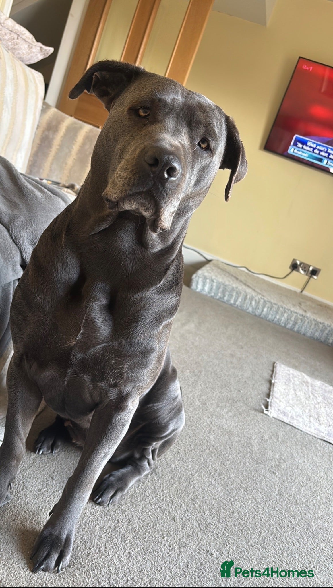 Cane Corso dogs MERLE & BLUE CANE CORSO PUPPIES - Advert 2
