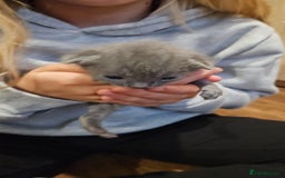 Russian Blue cats for sale: 🐾 Russian Blue Kittens 🐾 - Image 9