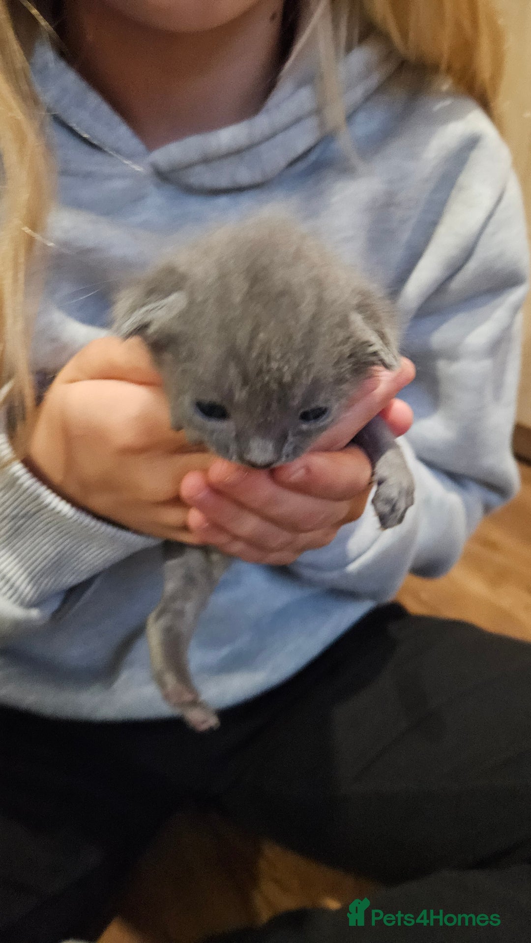 Russian Blue cats for sale: 🐾 Russian Blue Kittens 🐾 - Image 9
