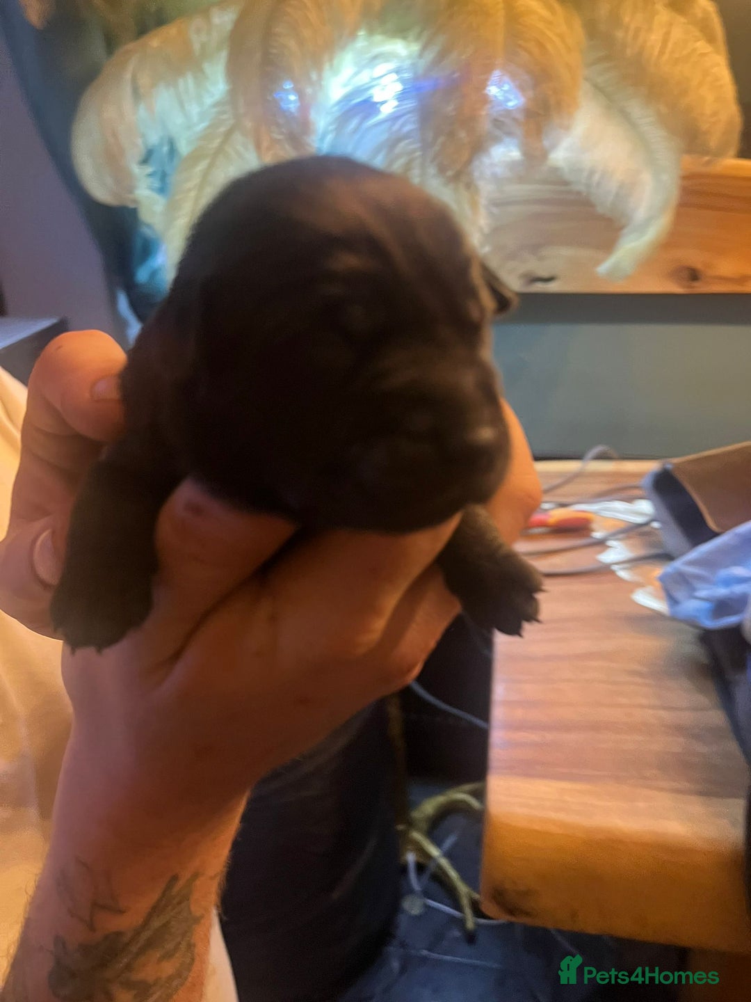 Mixed Breed dogs for sale: Blue staff x Black labrador puppies  - Advert 28