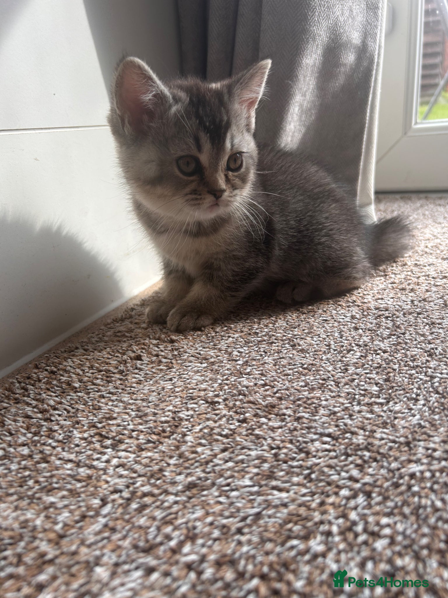 Scottish Fold cats Two little buddies looking for home - Advert 2