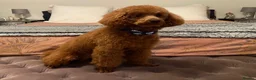 Toy Poodle dogs for stud: Red Toy Poodle Boy Available for Stud – London  - Advert 3