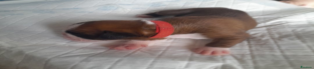 Boxer Puppy Red collar 