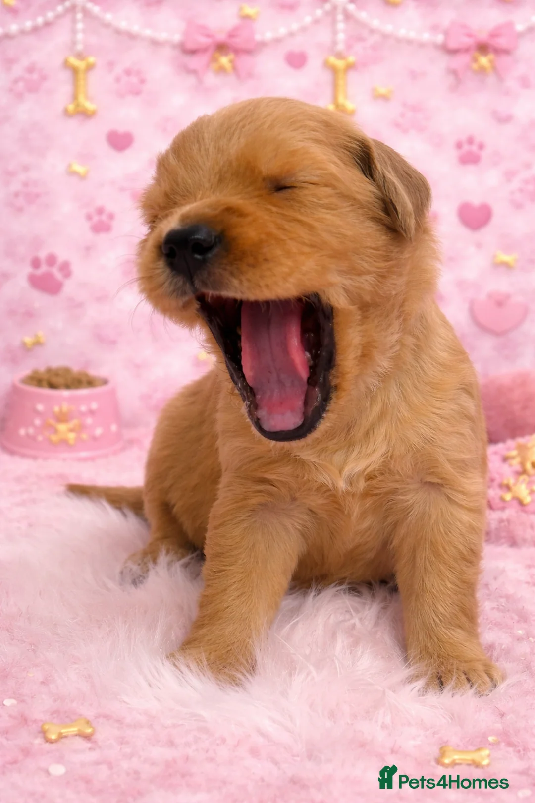 Golden Retriever dogs for sale: KC Dark Golden Retrievers 🧬 Health Tested Parents - Advert 14