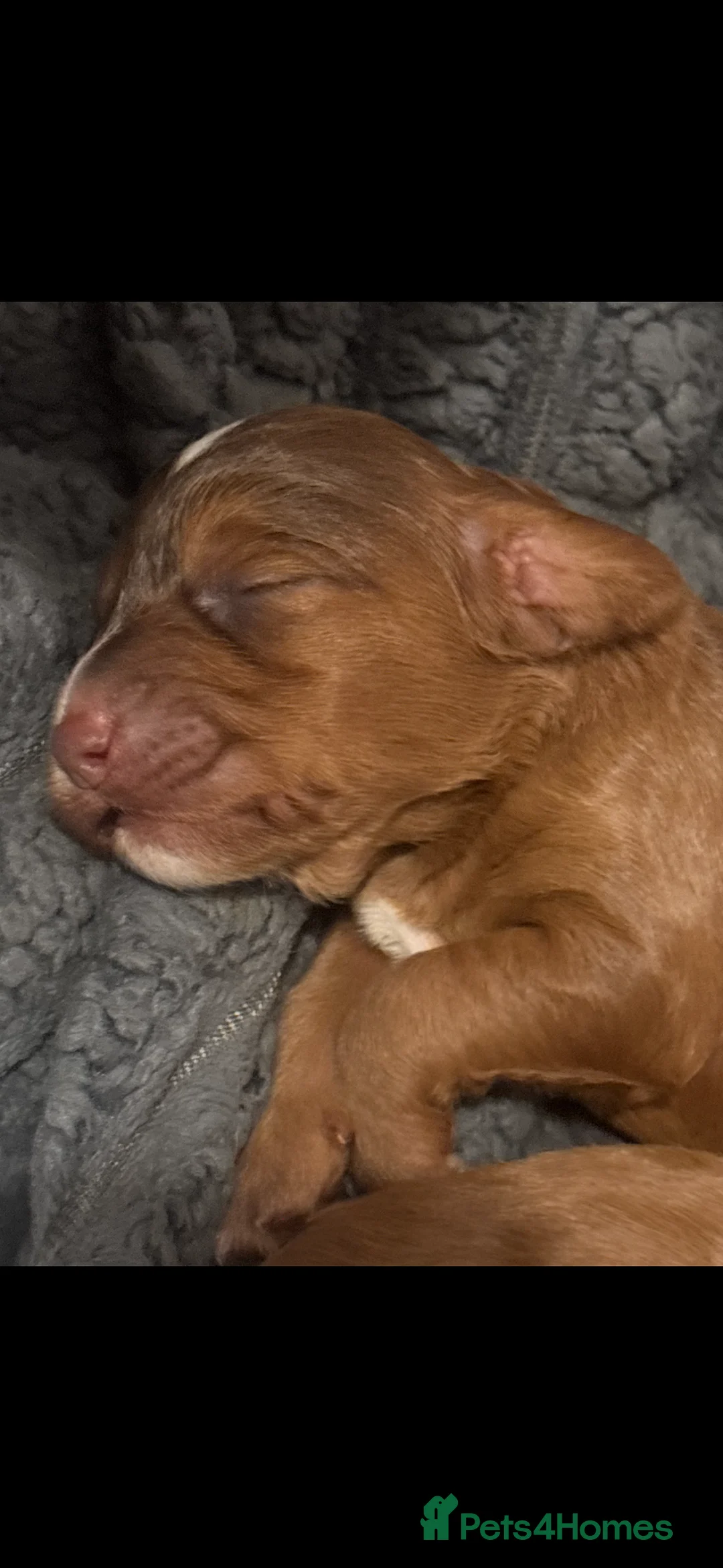 Cockapoo dogs for sale: 8 beautiful cockapoo puppies  - Advert 10