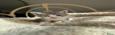British Shorthair 8