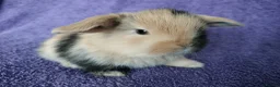 Mini Lop rabbits for sale: Baby mini lop rabbits for sale  - Advert 12