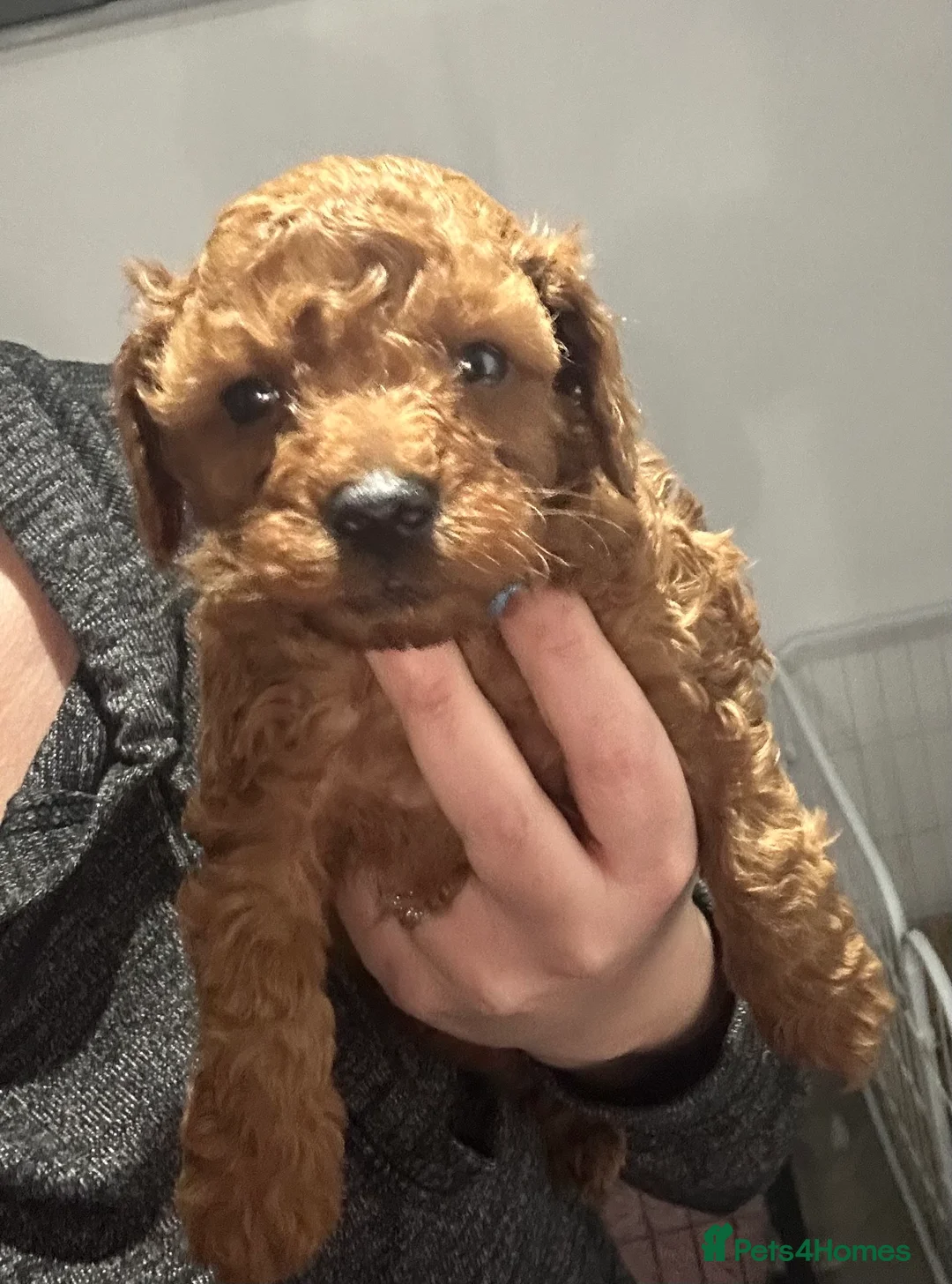 Toy Poodle dogs for sale: Toypoodle💙champion bloodline,kc,dna clear parent  - Advert 24