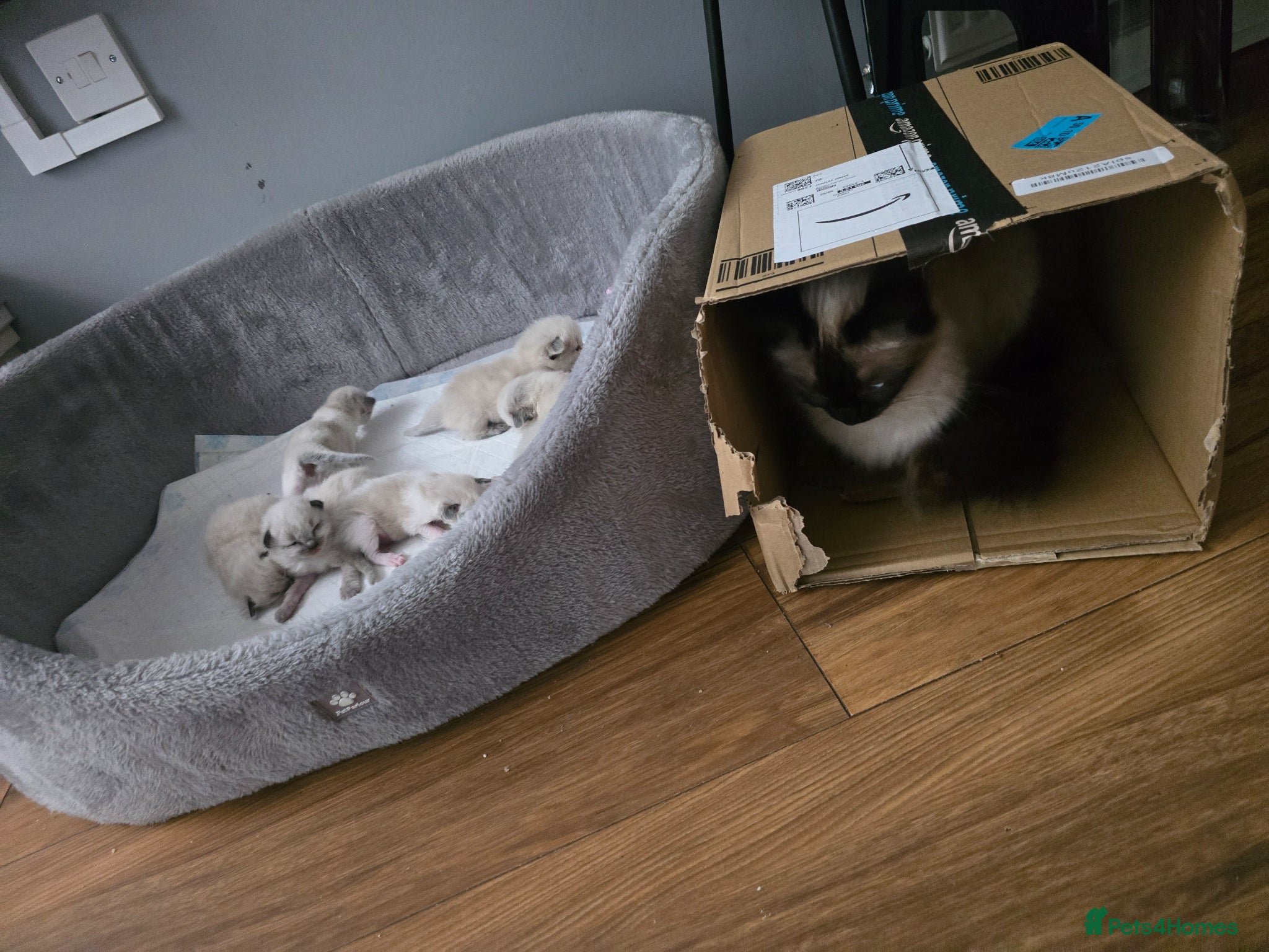 Ragdoll cats for sale: Sky kittens 😸 ♥️  - Advert 12