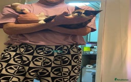 Domestic Shorthair cats for sale: Two Female cat for rehoming - Image 3