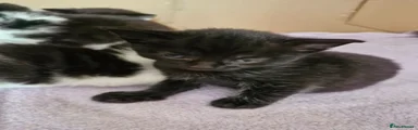 Mixed Breed Kitten 3