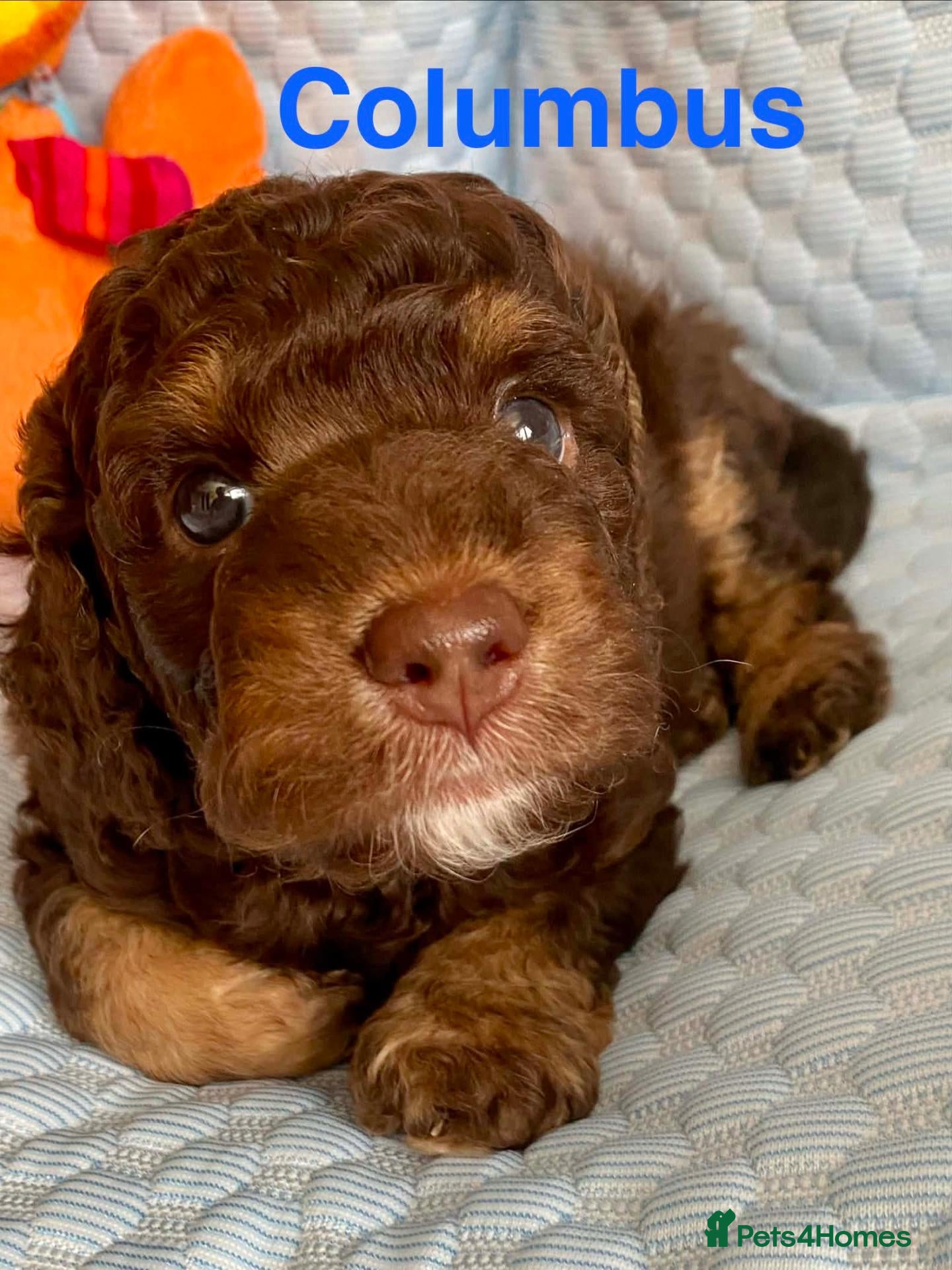 Cockapoo dogs Home Raised American Cockapoo Babies  - Advert 2