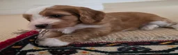 Cockapoo dogs for sale: F1B Toy cockapoo puppies in North East - Advert 20
