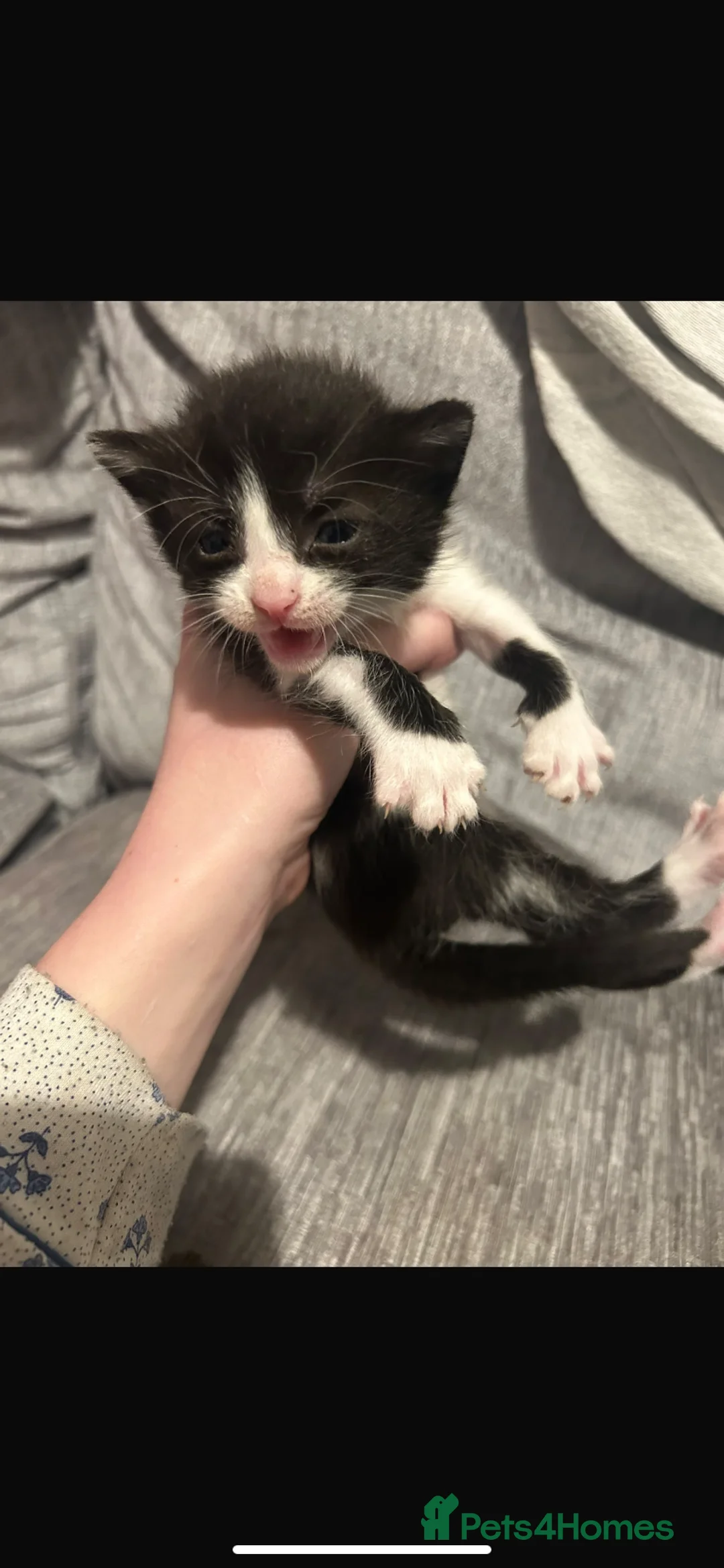 Mixed Breed cats for sale: Domestic shorthair kittens - Advert 11