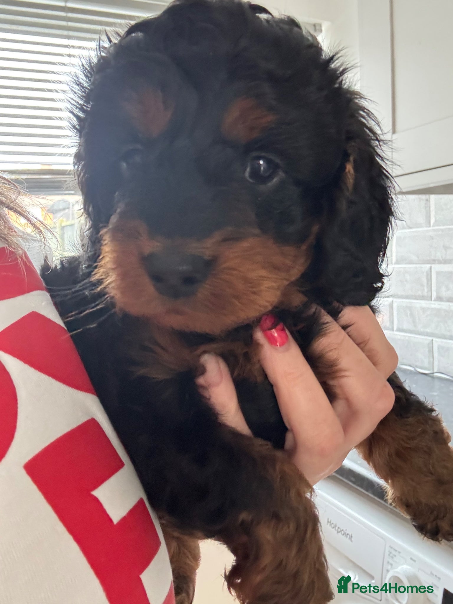 Cockapoo dogs Stunning F1 Cockapoos *LAST 2 REMAINING* - Advert 18
