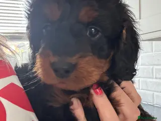 Cockapoo dogs Stunning F1 Cockapoos *LAST 2 REMAINING* - Advert 18