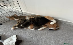 Bombay cats for sale: Kittens,1 girls  - Image 3