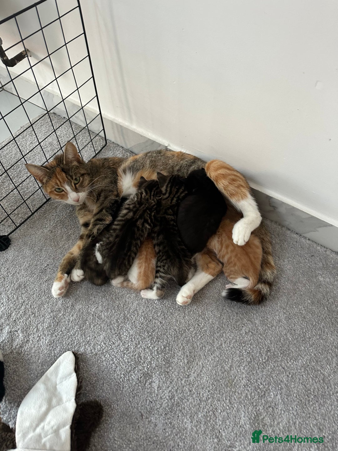 Bombay cats for sale: Kittens,1 girls  - Image 3