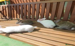 Mixed Breed rabbits for sale: Rabbits for sale  - Image 3