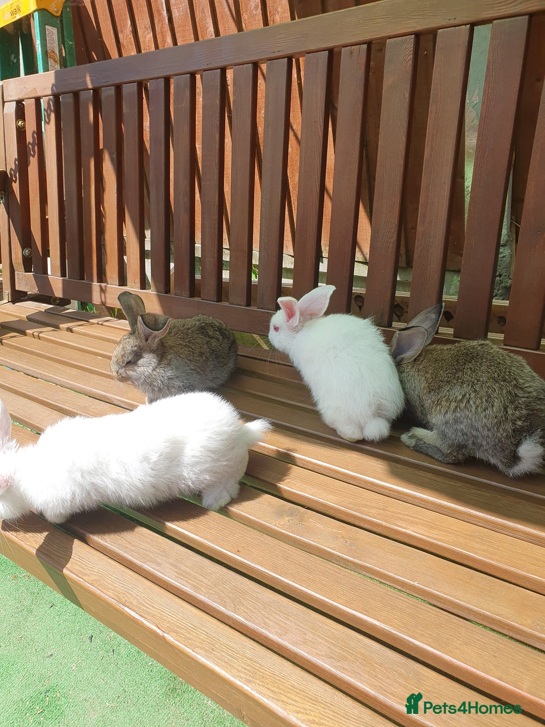 Mixed Breed rabbits for sale: Rabbits for sale  - Image 3