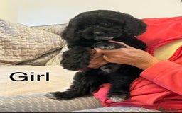 Cockapoo dogs for sale:  F1 Cockapoo puppies - Image 5