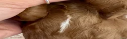 Cavapoo dogs for sale: F1b Cavapoos 🐾 - Advert 12
