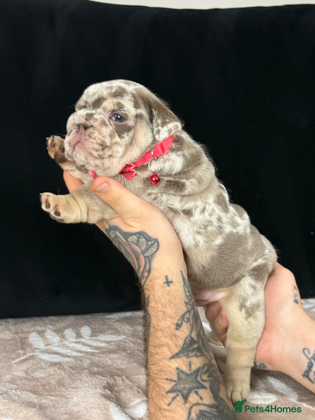 English Bulldog dogs for sale: 🐾 English Bulldog puppies available 🐾 - Advert 16