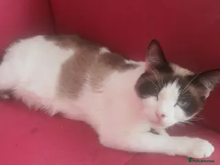 Mixed Breed cats 4 beautiful female kittens - Advert 1