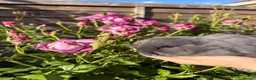 Mini Lop rabbits for sale: 4 beautiful mini lops - Advert 5