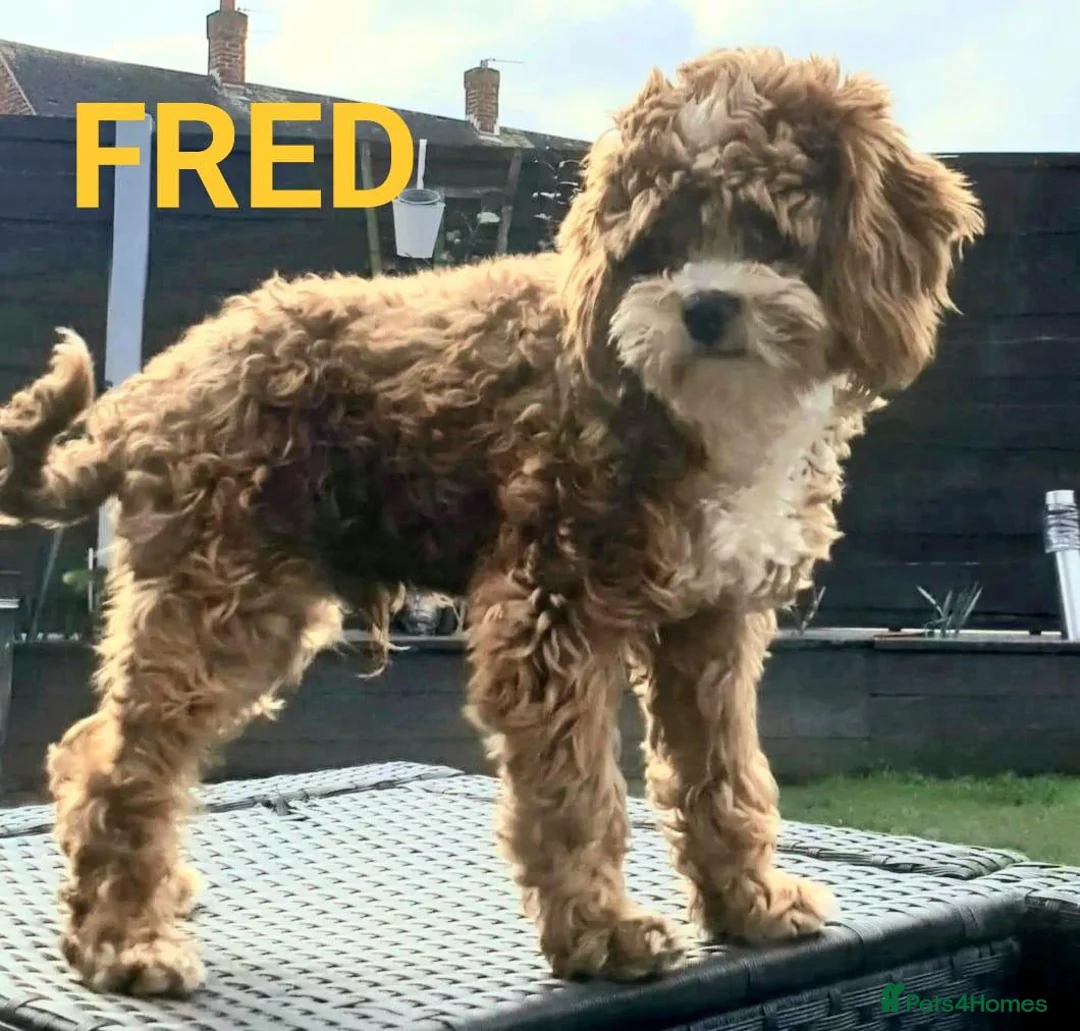Cavapoo dogs for sale: Cavapoo in Manchester - Advert 12