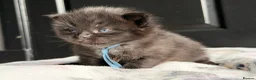 Ragcoon cats for sale: Black Smoke Ragcoon Kittens in Dunfermline - Advert 12
