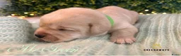 Labrador Retriever dogs for sale: Health-Tested Labrador Pups | 5-Star Breeder - Advert 13