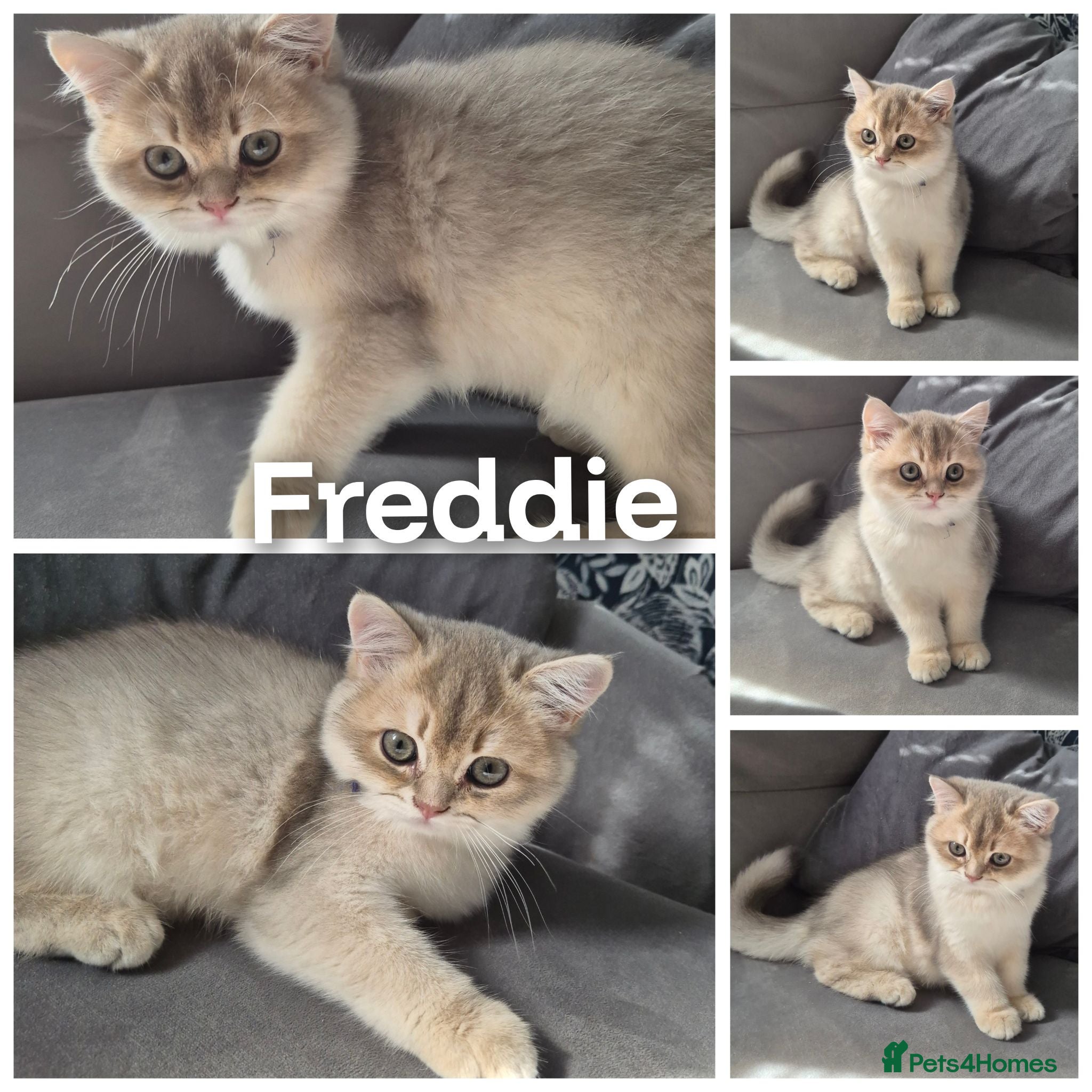British Shorthair cats Registered Golden Bsh , Ready now  - Advert 10