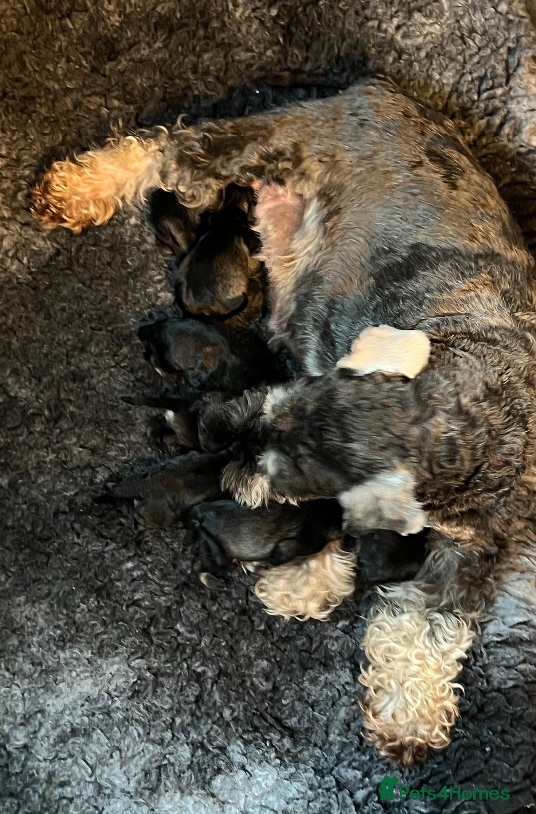 Miniature Schnauzer dogs for sale: Fully Vaccinated Beautiful Pepper & Salt babies - Image 8
