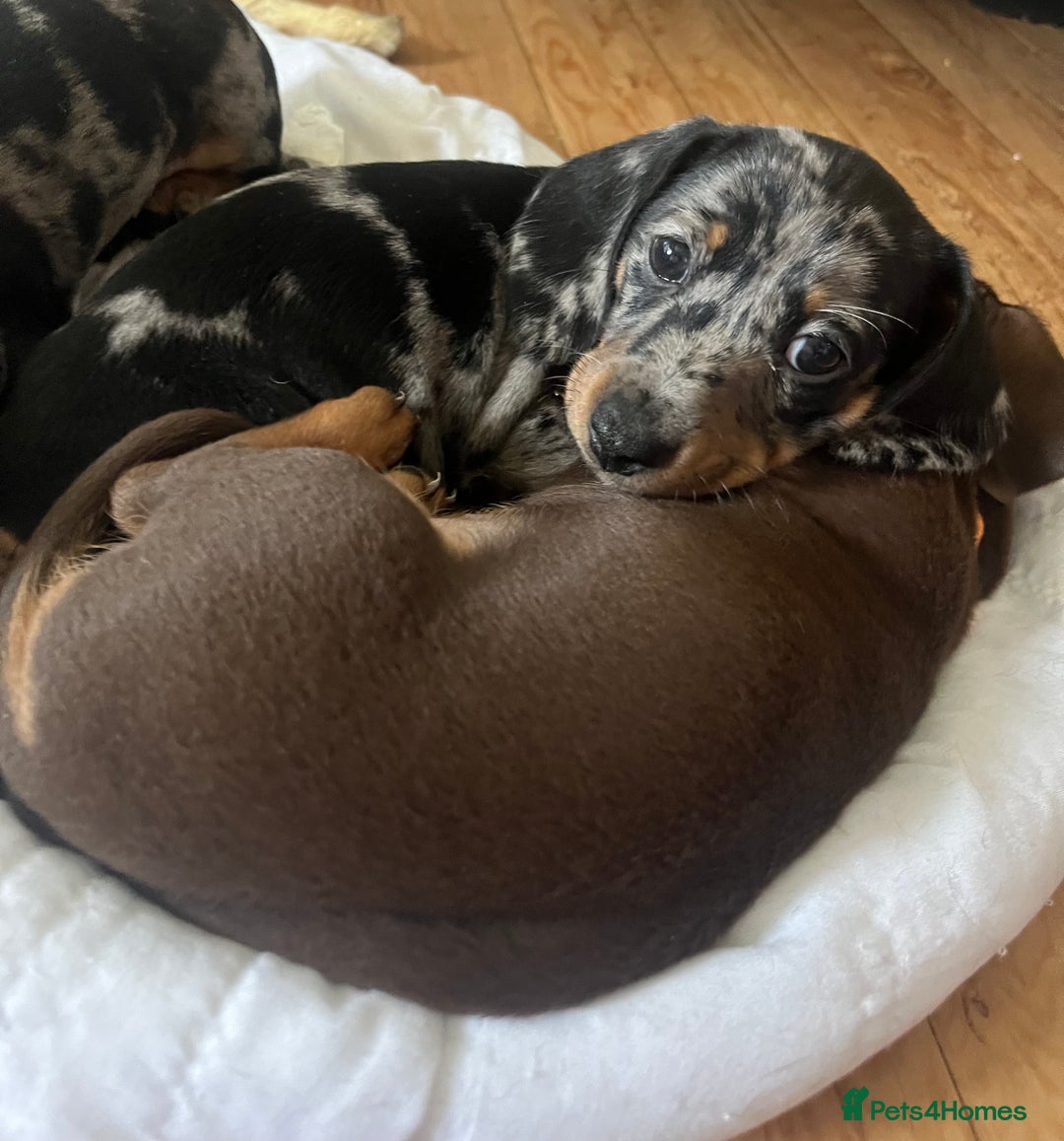 Miniature Dachshund dogs for sale: Miniature dachshund  - Image 3