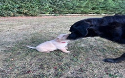 Mixed Breed dogs for sale: Gorgeous Lab x Collie puppies - Image 5