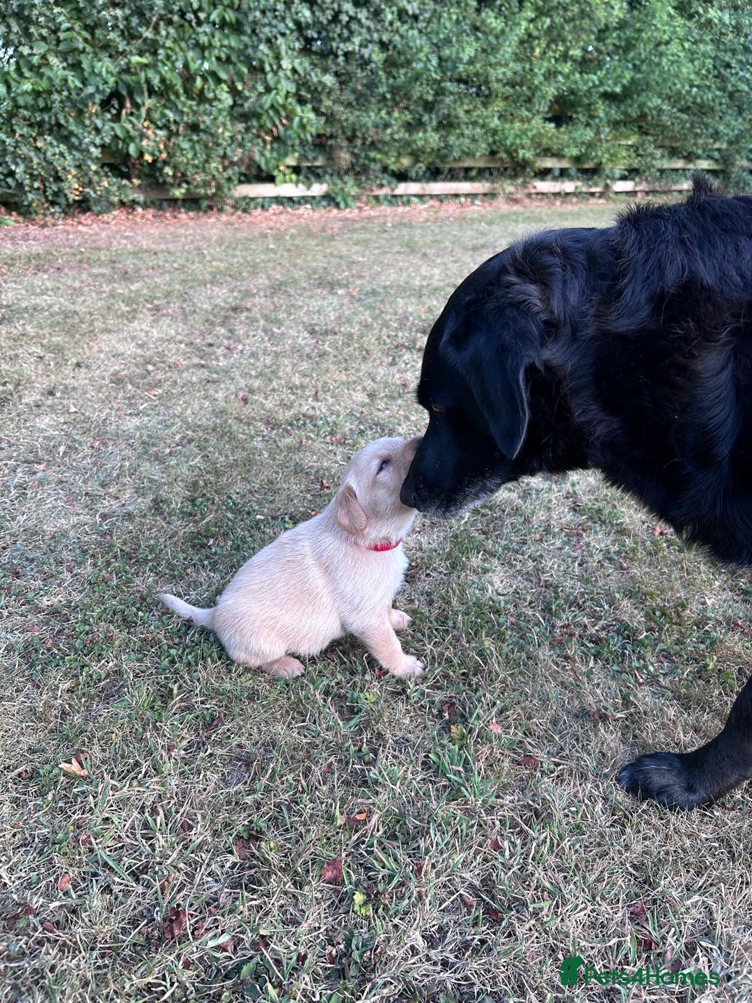 Mixed Breed dogs for sale: Gorgeous Lab x Collie puppies - Image 5
