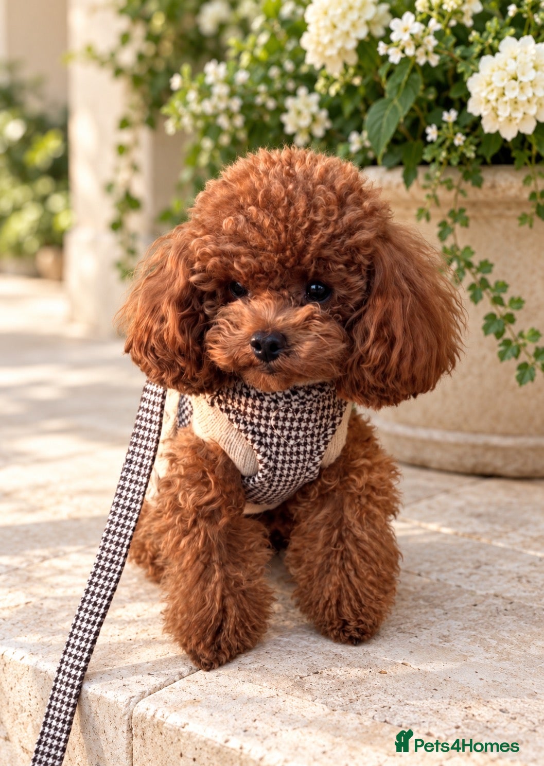 Toy Poodle dogs Asian Deep red Proven KC toy poodle for stud  - Advert 5