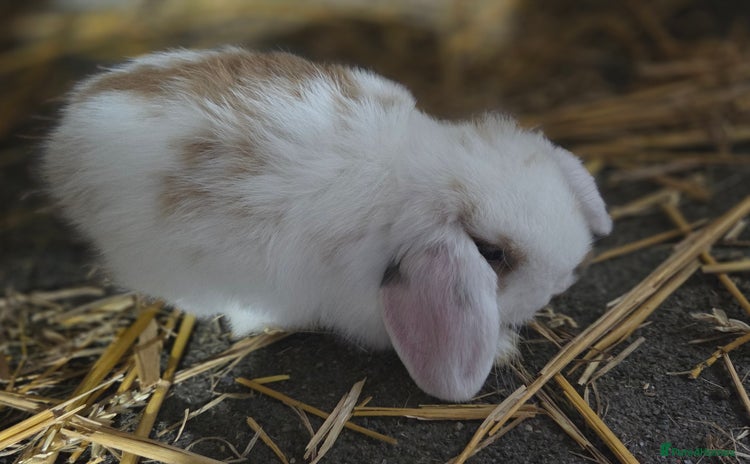 Mini Lop rabbits - Advert 1