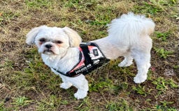 Shorkie dogs for stud: The Home of Shorkies - Image 1