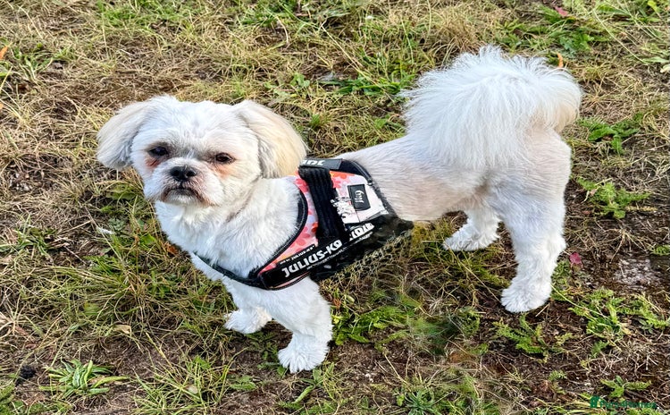Shorkie dogs - Advert 1
