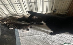 Mixed Breed cats for sale: Adorable kittens waiting for a good home - Image 1